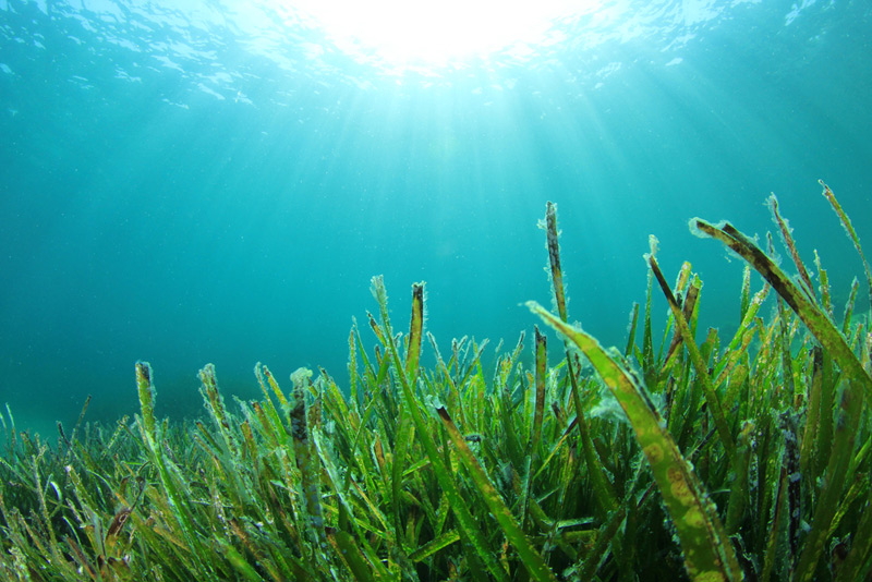 Seagrass Meadows Science Space